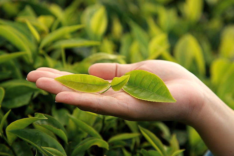 El secreto del árbol del té: control natural del Demodex y alivio para la rosácea